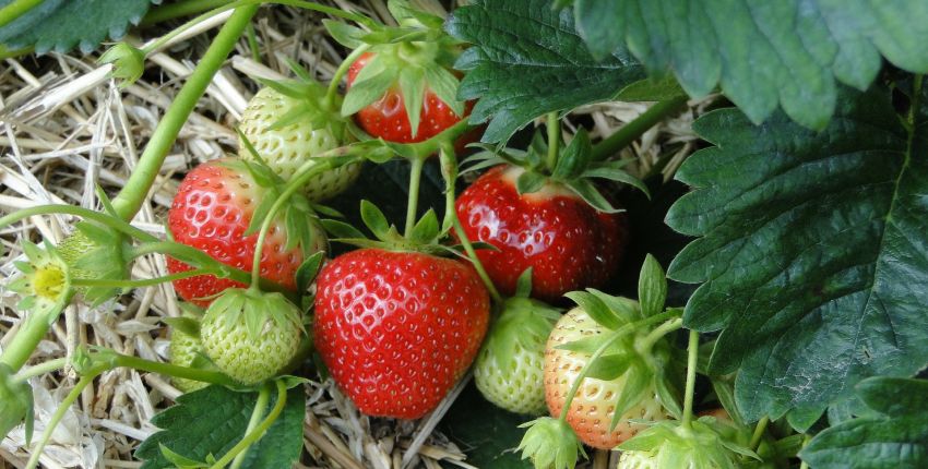 Fraises d'Alsace - cueillette des fraises en famille en Alsace - sortie pas chère, gratuite