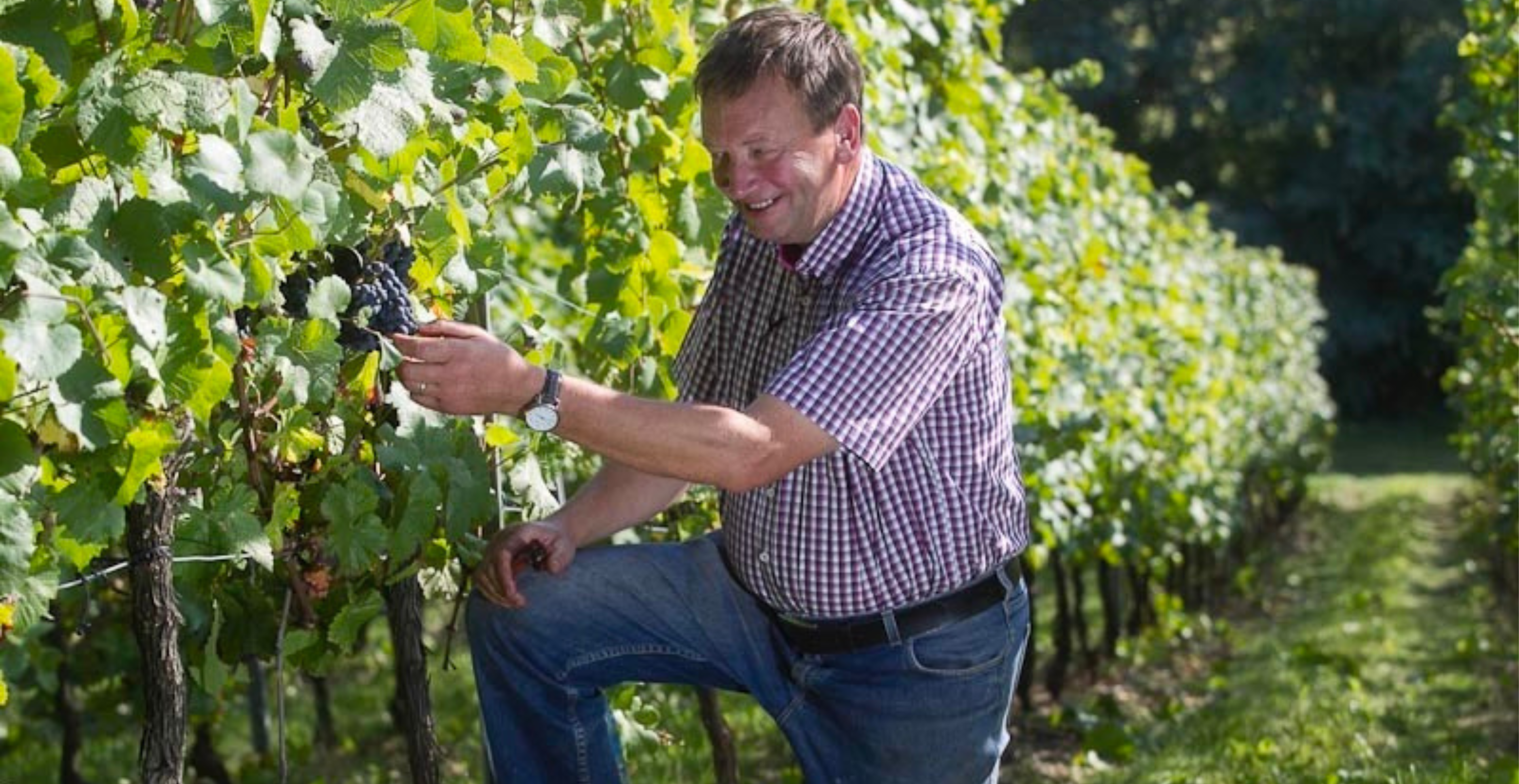 Domaine Bohr : de la cueillette à la bouteille