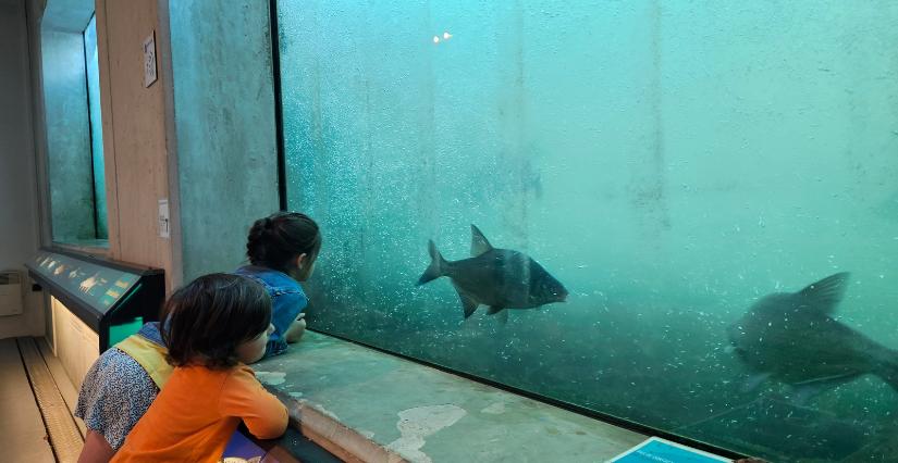 En famille, découvrez la Passe à Poissons de Gambsheim-Rheinau