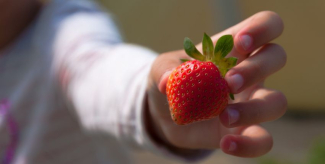 Libres cueillettes de fraises à Strasbourg et en Alsace avec les enfants !