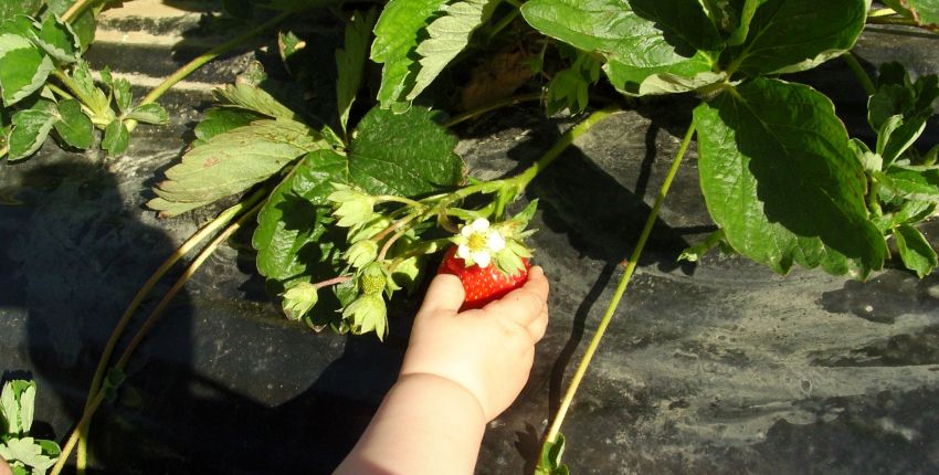 Fraises d'Alsace - cueillette des fraises en famille en Alsace - sortie pas chère, gratuite