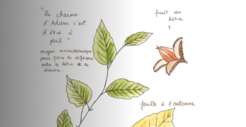 Atelier enfant « Herbier dessiné et découverte du Sentier botanique » au Lieu d'Europe à Strasbourg