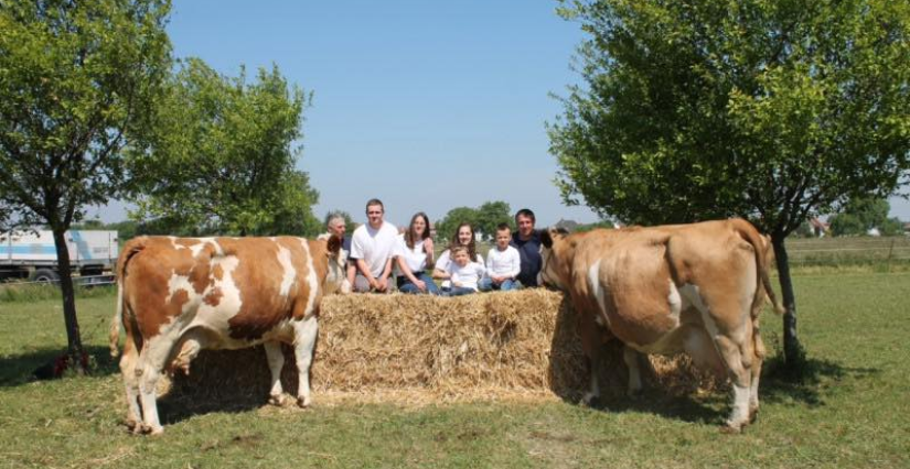 Découverte et visite guidée de la Ferme Cousandier : exploitation de vaches laitières (Alsace Lait) à Roeschwoog