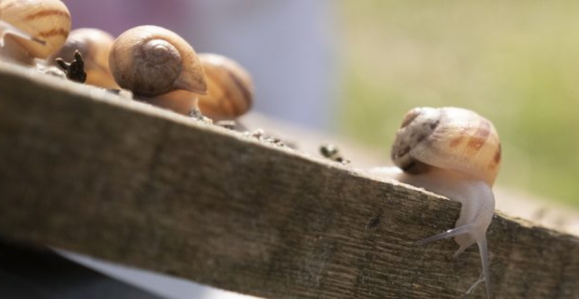 Visite de l'exploitation 1001 coquilles ( Schnacke Owe) et dégustation d'escargots, à Ettendorf