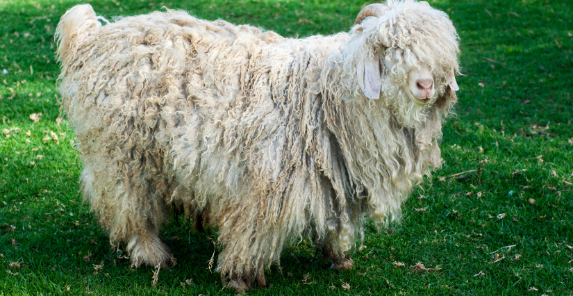 Journées Tonte des chèvres & Tri des toisons à la ferme Bassette