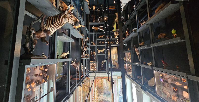 Réouverture du Musée Zoologique de Strasbourg 