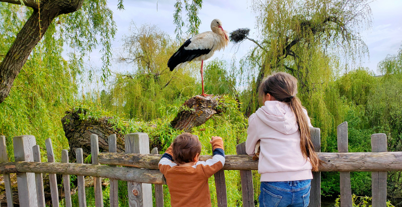 parc animalier alsace reportage kidiklik alsace sortie nature en famille 