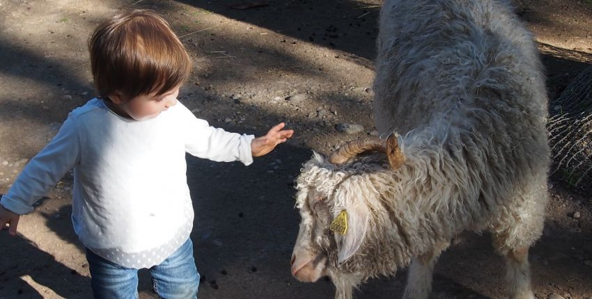 Parc Friedel : promenade au milieu des animaux en liberté - Cotad