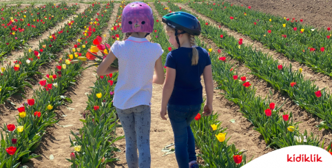 Libre cueillette de fleurs en Alsace - Bas-Rhin