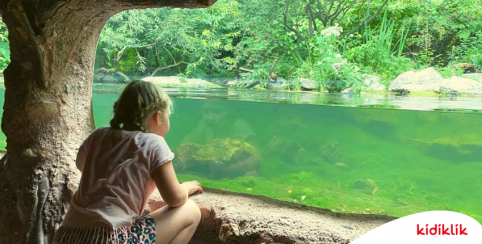 NaturOparC : Parc animalier dans une nature sauvage préservée à Hunawihr