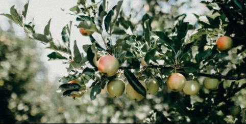 Visite de la ferme des pommiers - producteur de pommes à Schnersheim