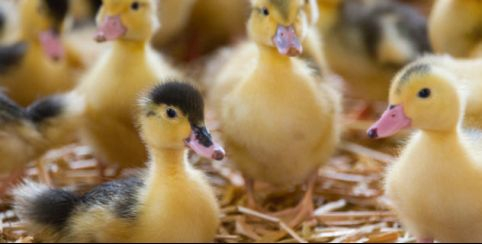 Visite d'un élévage de canards : Le Gaveur du Kochersberg à Woellenheim