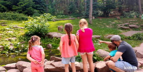 La montagne des singes, parc animalier à Kintzheim en Alsace