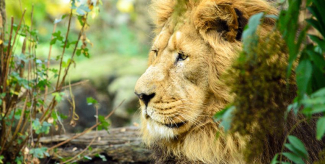 Parc zoologique et botanique de Mulhouse